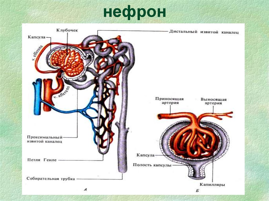 В состав нефрона входят капиллярный клубочек. Мочевыделительная система человека строение нефрона. Строение нефрона почки. Строение нефрона почки ЕГЭ. Строение нефрона почки анатомия.