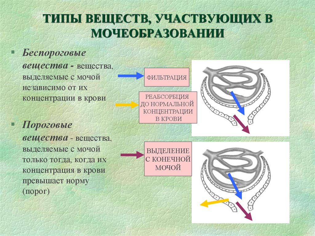 Вещества мочи. Пороговые и беспороговые вещества. Пороговые и беспороговые вещества физиология. Пароговый и безпароговый вещества. Пороговые вещества мочи.