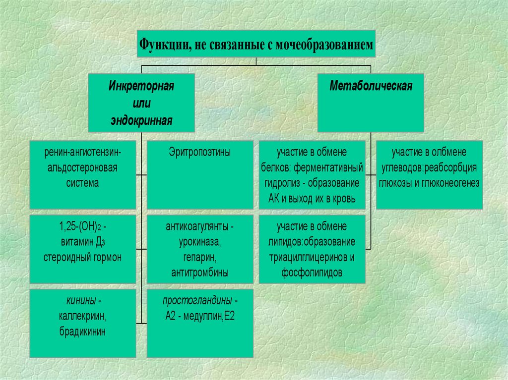 Физиология мочеобразования презентация