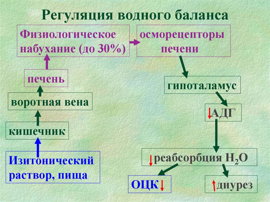 Схема регуляции водно солевого баланса