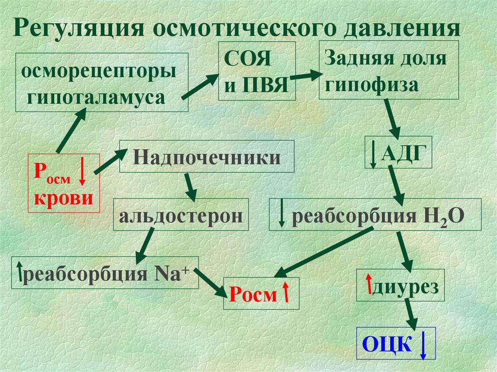 Поддержания осмотического давления