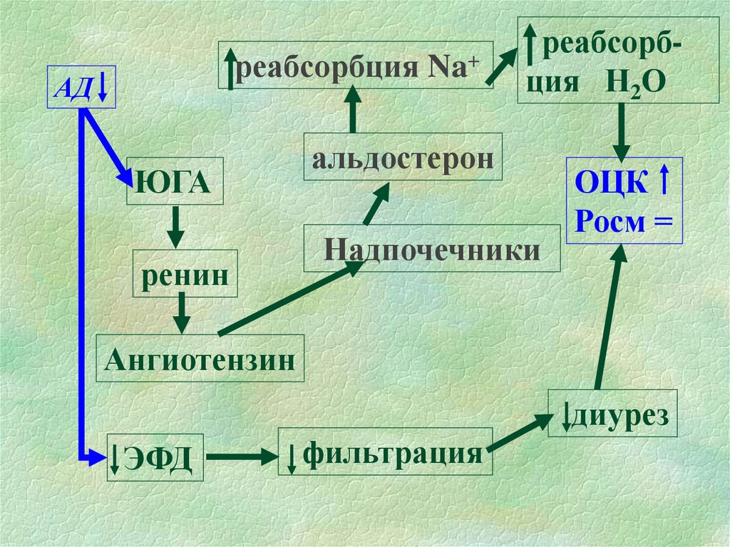 Процесс мочеобразования презентация