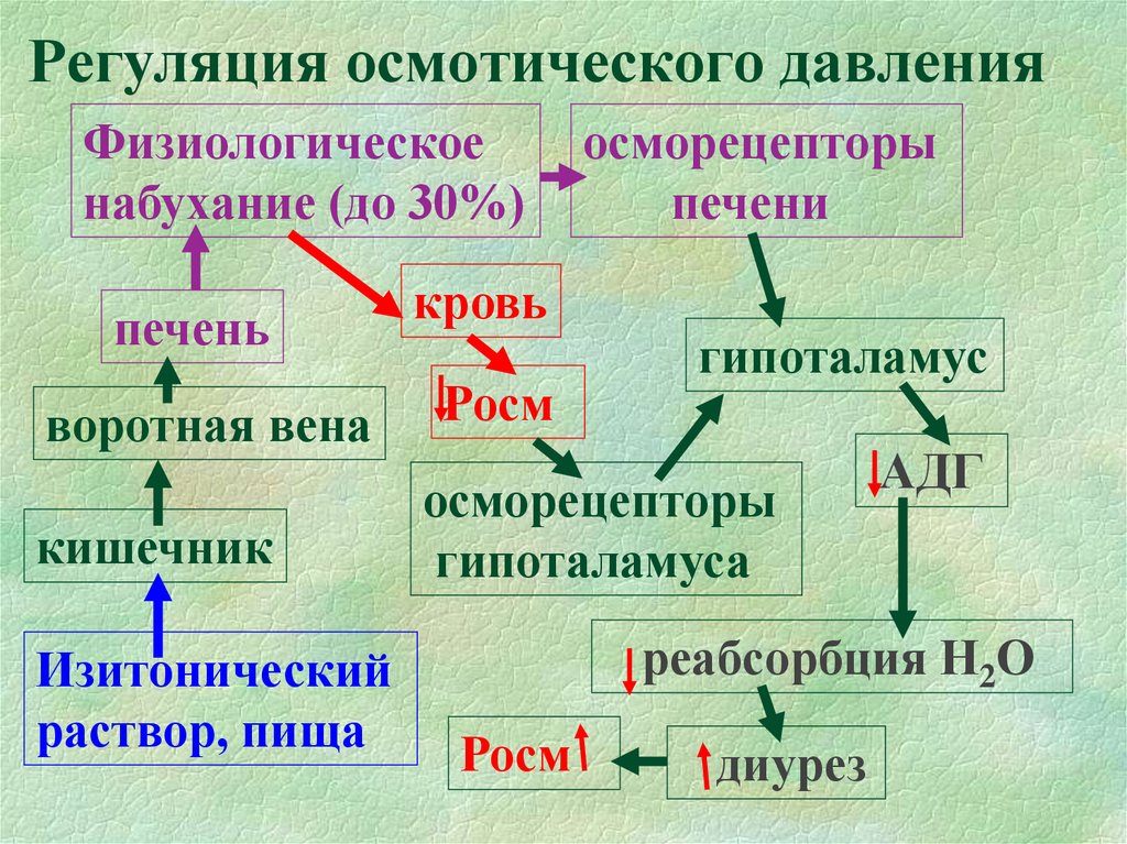 Г регуляция. Схема регуляции осмотического давления. Регуляция осмотического давления крови. Регуляция постоянства осмотического давления крови. Механизм регуляции осмотического давления.