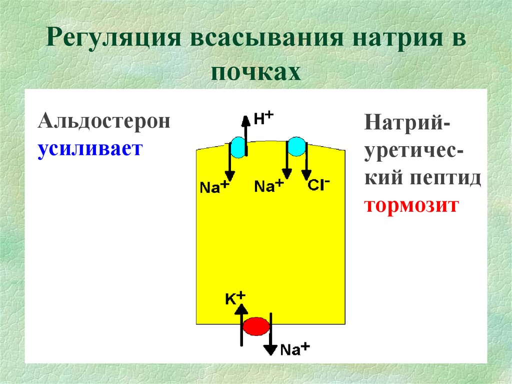 Обмен воды в почках. Регуляция всасывания. Регуляция всасывания воды. Регуляция почек. Натрий в почках.