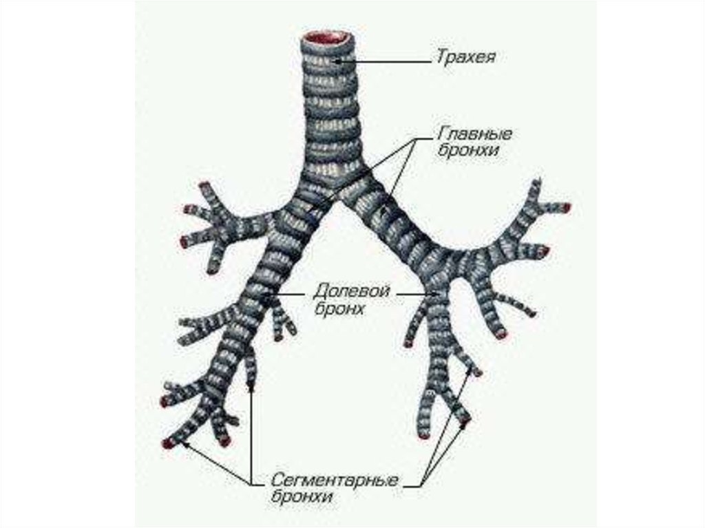 Бронхи и трахея схема