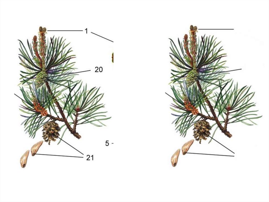 Строение ветки голосеменных. Голосеменные растения побег сосны. Голосеменные ветка сосны. Побеги голосеменных сосна обыкновенная. Строение веточки сосны.