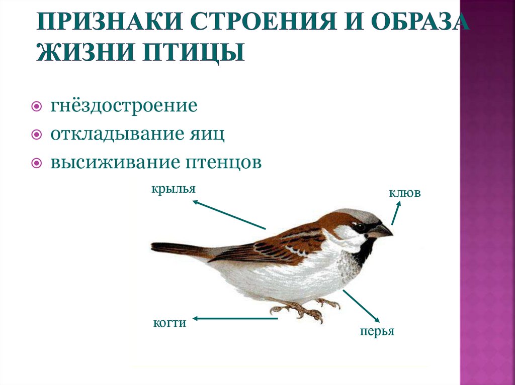 Особенности строения и жизнедеятельности птиц презентация