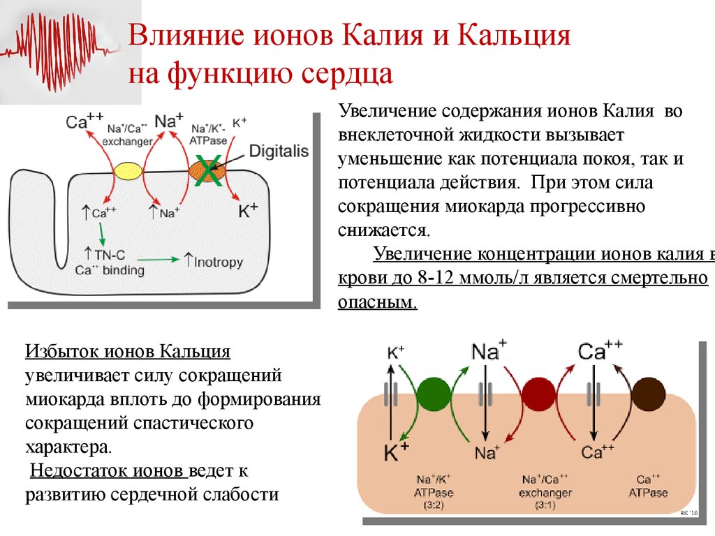 Роль кальция в сокращении. Влияние ионов кальция на сердце. Действие ионов кальция на сердце. Влияние кальция и калия на сердце. Влияние ионов калия и кальция.