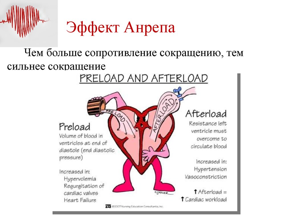 Тома сокращение. Феномен Анрепа эффект Боудича. Феномен Анрепа физиология. Эффект Анрепа механизм. Эффект Анрепа формулировка механизмы.