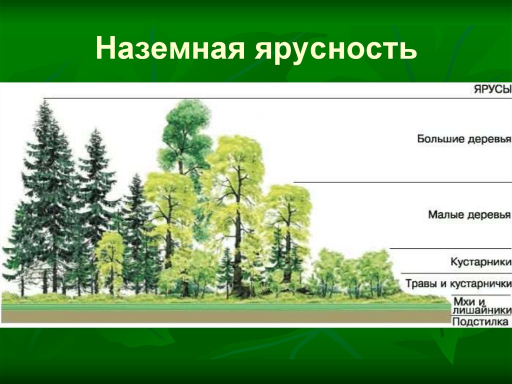 Ярусное строение природного сообщества. Ярусность экосистемы леса. Ярусная структура лиственного леса. Пространственная структура экосистемы ярусность.