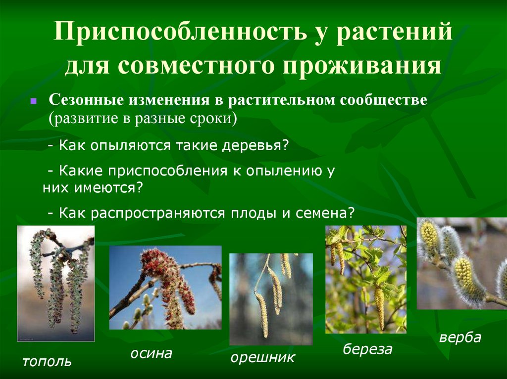 Приспособление растений к жизни в сообществе. Приспособления растений. Приспособленность у растений для совместного проживания. Приспособленность растений. Сезонные изменения в растительном сообществе.