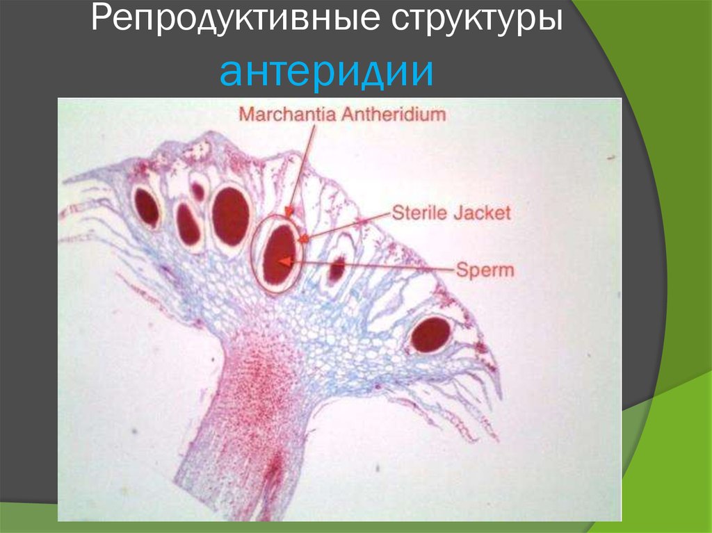 Репродуктивные структуры антеридии