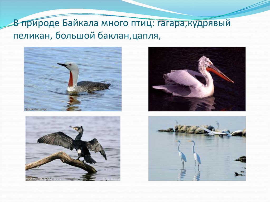Птицы Байкала Фото С Названием