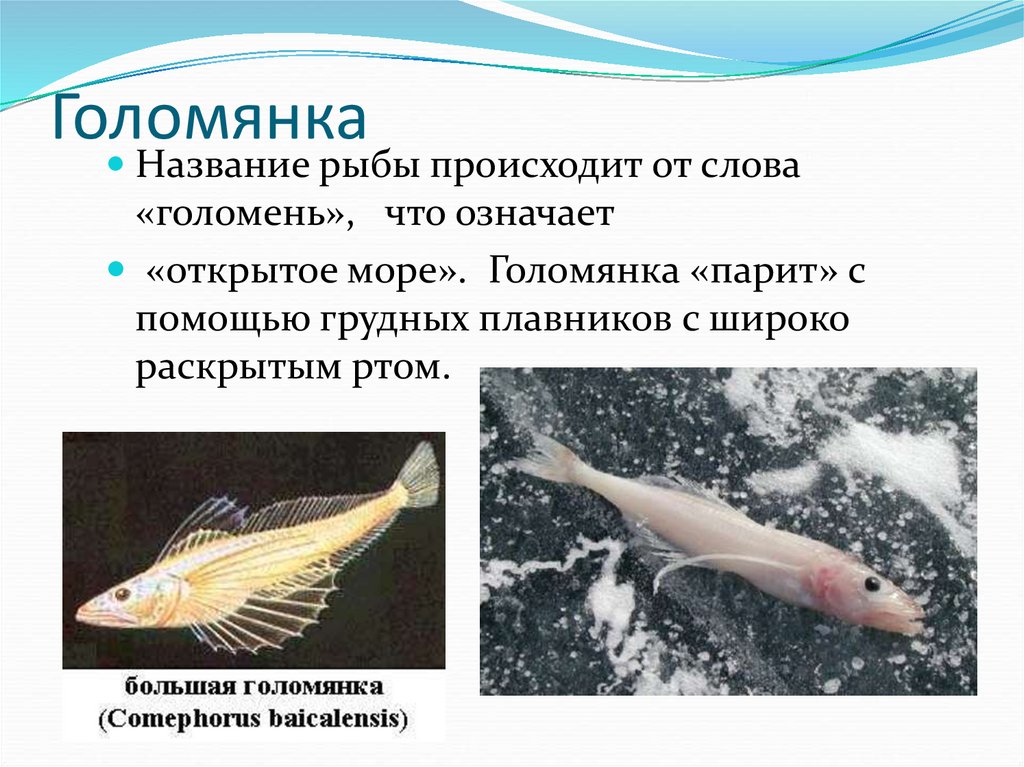 Рыба голомянка из озера байкал фото и описание