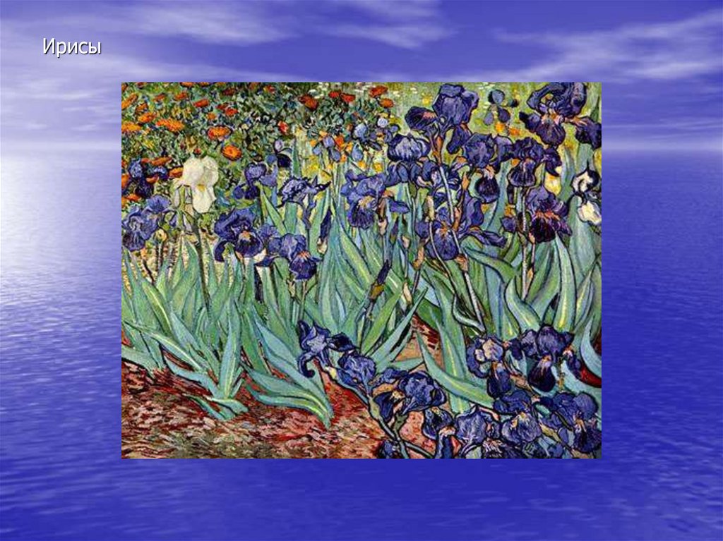 Ирисы