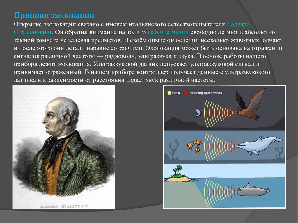 Эхолокация. Ладзаро Спалланцани опыт с летучими мышами. Ладзаро Спалланцани эхолокация. Ладзаро Спалланцани ультразвук. Эхолокация принцип работы.