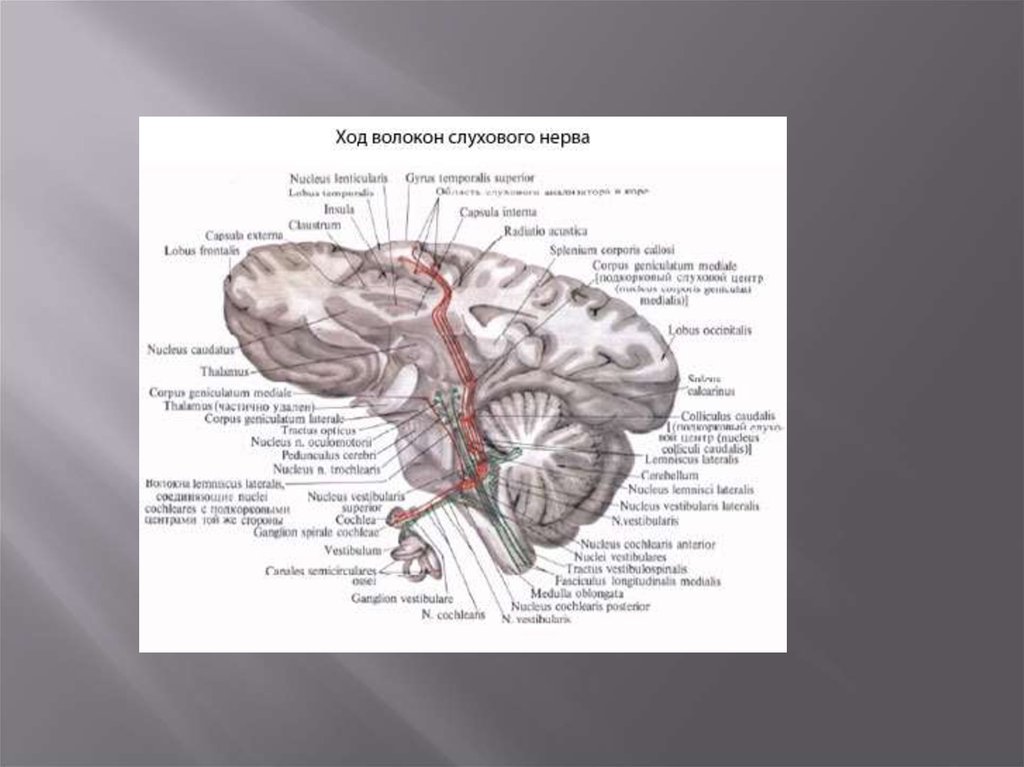 Мрт черепных нервов. Мосто-мозжечковый угол. Мосто-мозжечковый угол операция. Мосто-мозжечковый угол на кт. Анатомия нервов мосто-мозжечкового угла мрт.