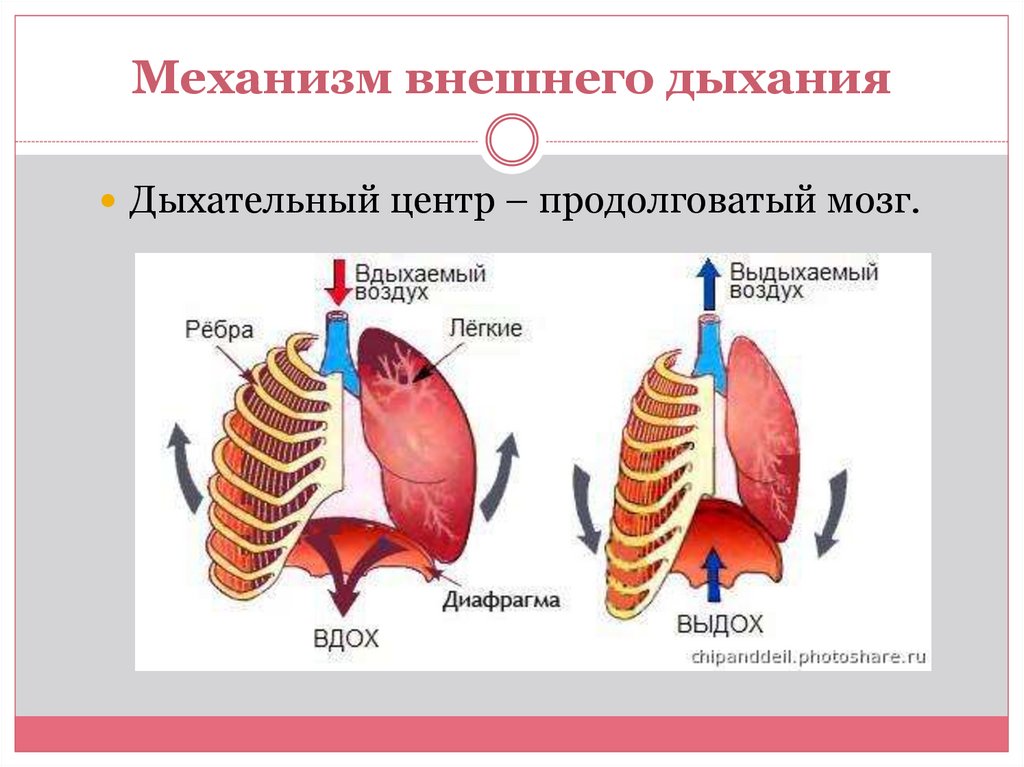 Процесс внутреннего дыхания. Механизм дыхания.