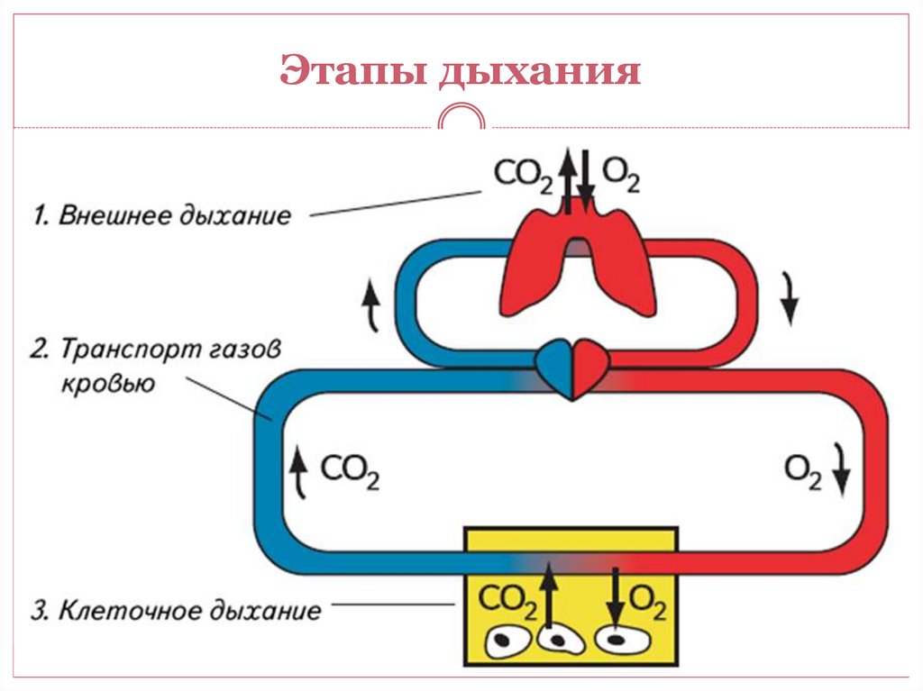 Перемещается углекислый газ из митохондрий в атмосферу. Транспорт кислорода и углекислого газа кровью схема. Транспорт газов кровью физиология схема. Схема этапы дыхания. Этапы процесса дыхания схема.