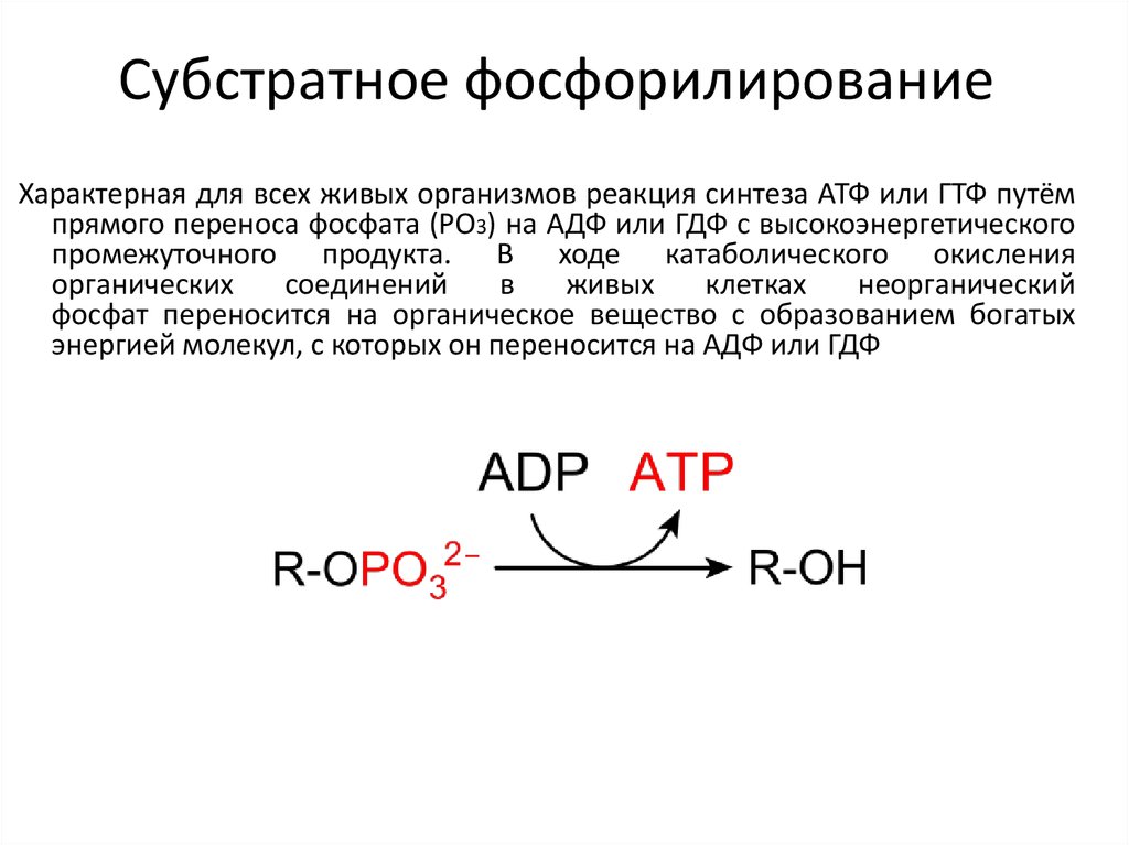 Реакции субстратного фосфорилирования, протекающие при гликолизе. Схема субстратного фосфорилирования брожения. Субстратное фосфорилирование у бактерий. Понятие о субстратном фосфорилировании.