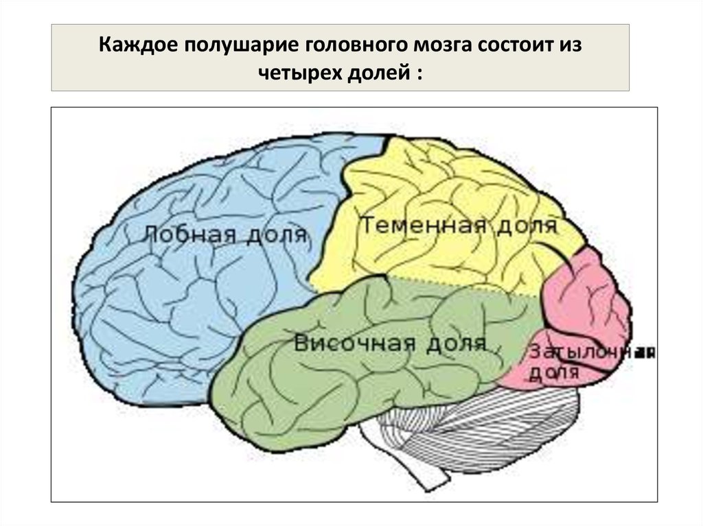 Доли мозги. Доли головного мозга 8 класс. Лобная доля полушария. Полушария головного мозга. Доли каждого полушария головного мозга:.