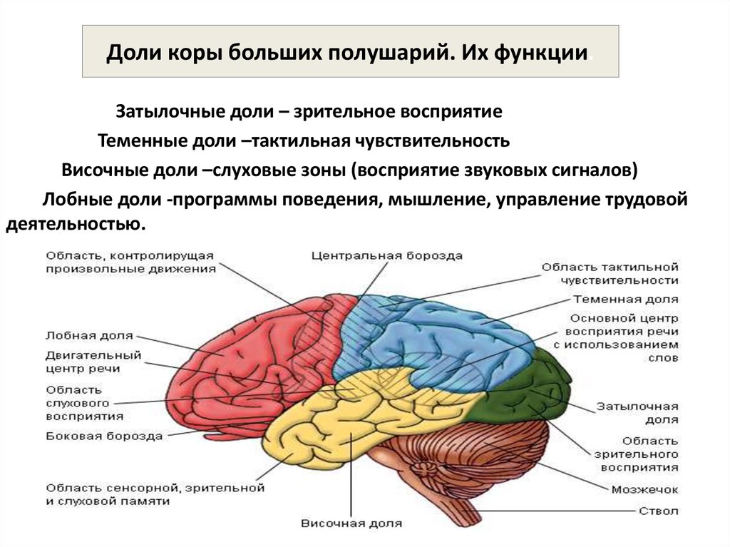 Симптомы поражения лобной доли головного мозга - презентация онлайн
