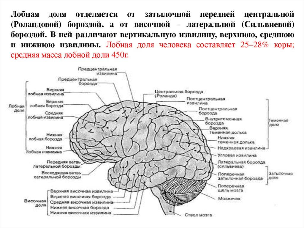 Затылочная область коры головного мозга. Функции лобной доли головного мозга.