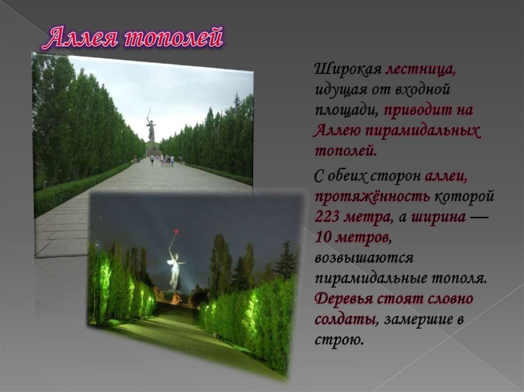 Аллея тополей