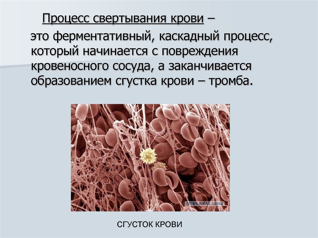 Участвуют в свертывании. Процесс свертывания крови. Процесс свёртывания крови начинается с. Процессы при свертывании крови у человека. Процесс прижизненного свертывания крови.