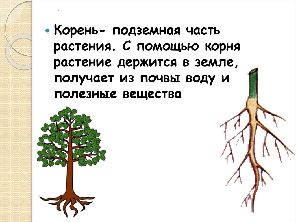 Больший корень это. Подземная часть растения. Корни растений. Подземная часть корня. Части корня растения.