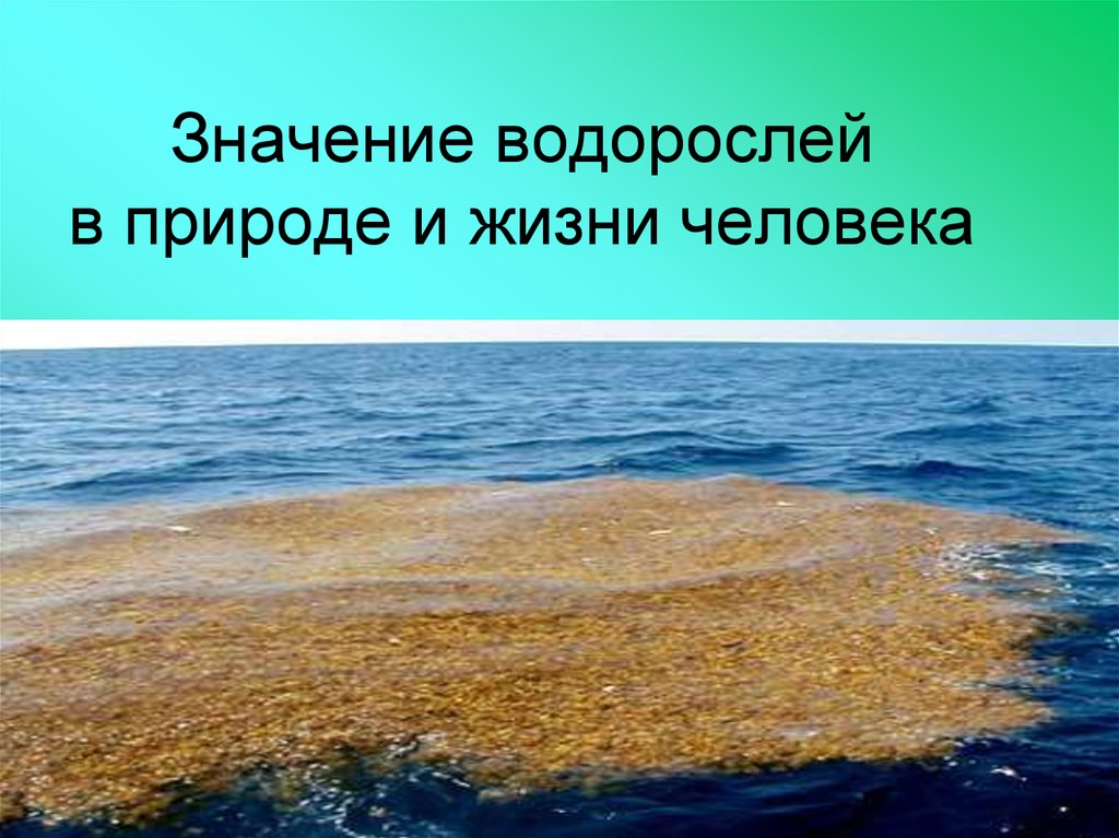 Таблица значение водорослей в природе