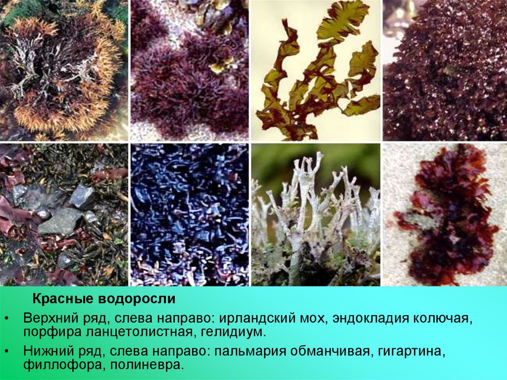 Представители группы водоросли. Многоклеточные красные водоросли. Красные водоросли одноклеточные или многоклеточные. Разнообразие красных водорослей. Одноклеточные красные водоросли.