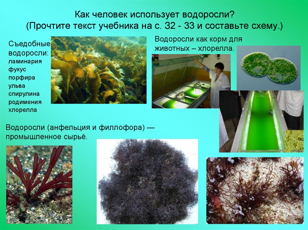 В результате чего образуются водоросли. Разнообразие морских водорослей. Съедобные водоросли названия. Морские водоросли съедобные. Человек в водорослях.