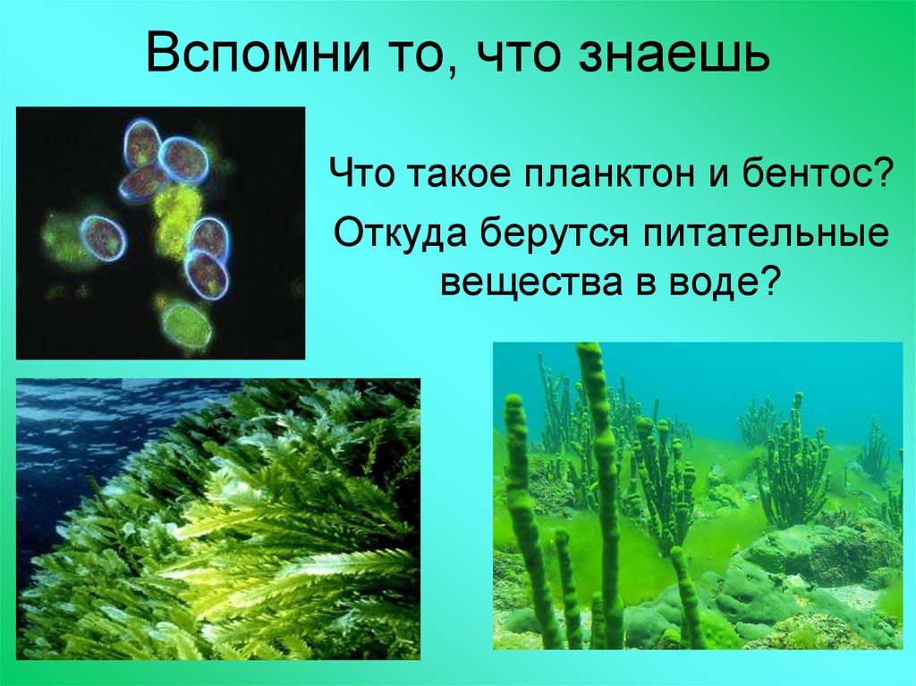 Значение донных водорослей в природе назовите. Водоросли в природе. Планктон водоросли. Водоросли планктон и бентос. Планктонные бентические водоросли.