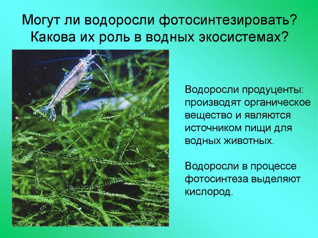 Каково значение бурых водорослей в жизни. Роль водорослей в экосистемах. Водоросли их роль в природе и жизни человека. Роль водорослей в водных экосистемах. Значение водорослей в природе.
