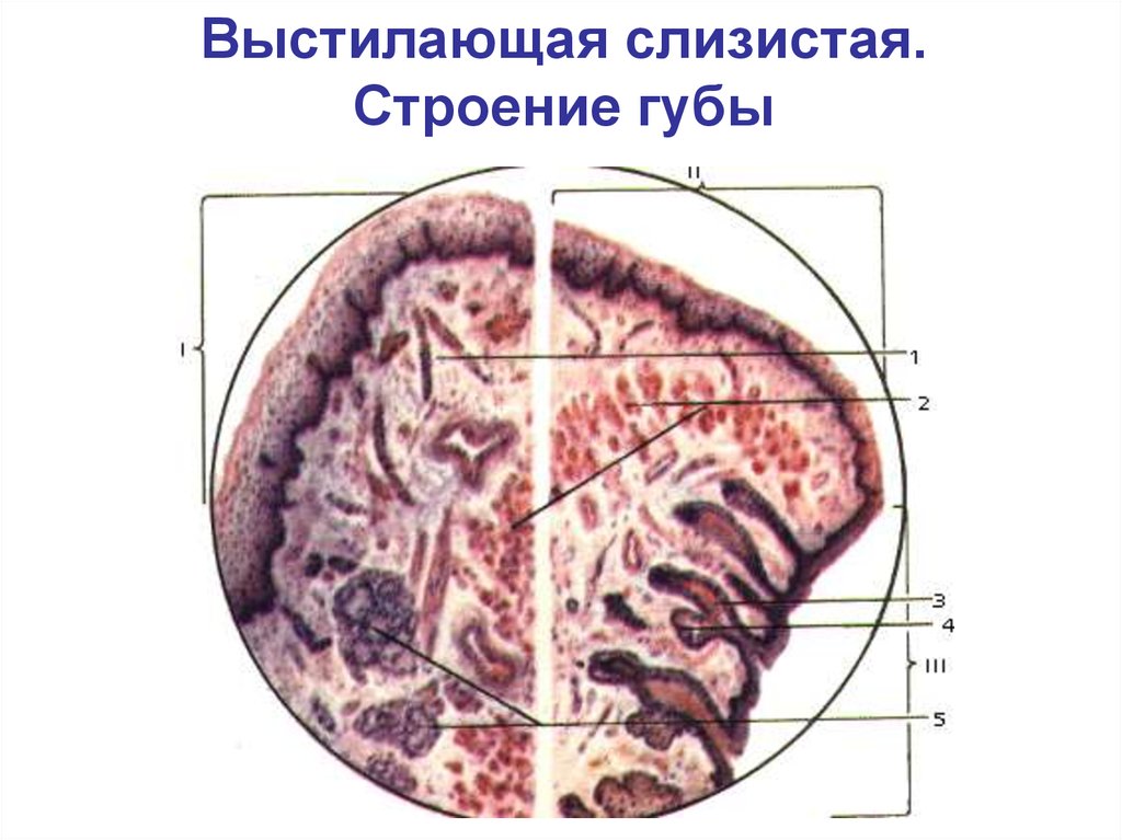 Строение губ человека анатомия рисунок с подписями