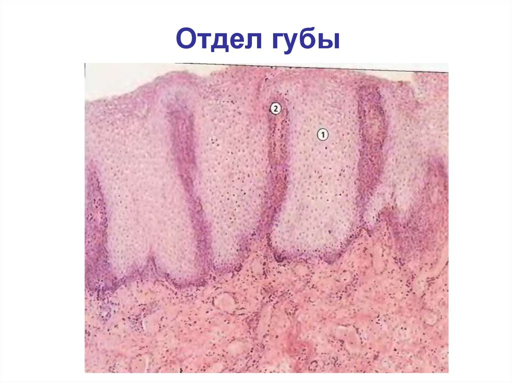 Отдел слизистый. Слизистая оболочка губ. Промежуточный отдел губы.