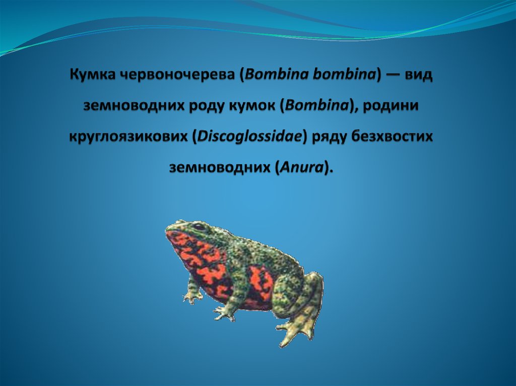 Кумка червоночерева (Bombina bombina) — вид земноводних роду кумок (Bombina), родини круглоязикових (Discoglossidae) ряду