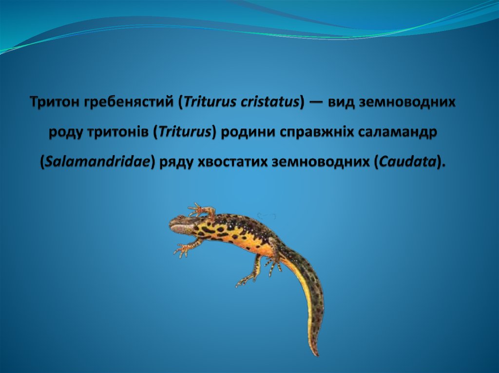 Тритон гребенястий (Triturus cristatus) — вид земноводних роду тритонів (Triturus) родини справжніх саламандр (Salamandridae)