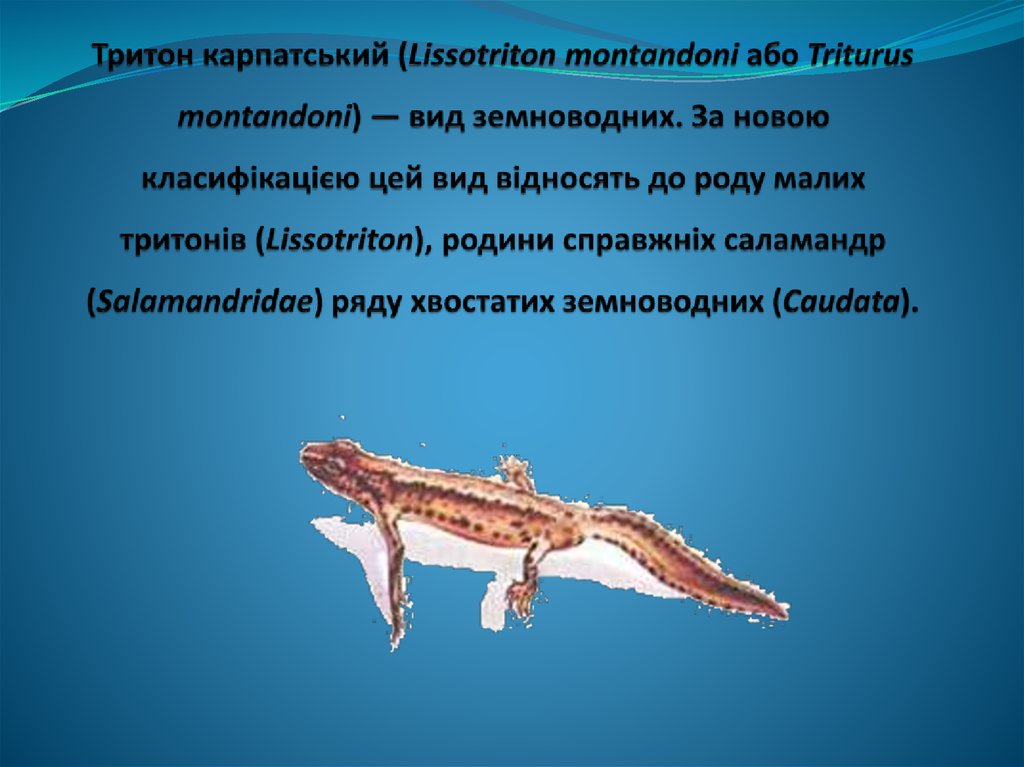 Тритон карпатський (Lissotriton montandoni або Triturus montandoni) — вид земноводних. За новою класифікацією цей вид відносять