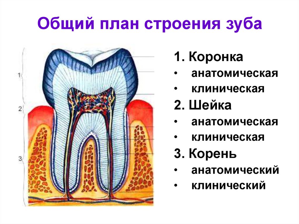 Какую функцию выполняет шейка зуба. Строение зуба коронка шейка корень. Строение зуба клиническая коронка. Анатомическая шейка зуба клиническая и анатомическая шейка. Клиническая шейка зуба соответствует.