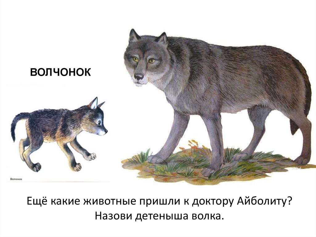 Волк детям о животных. Дикие животные Волчонок для детей. Волк карточка для детей. Волк с волчатами. Изображение волка для детей.