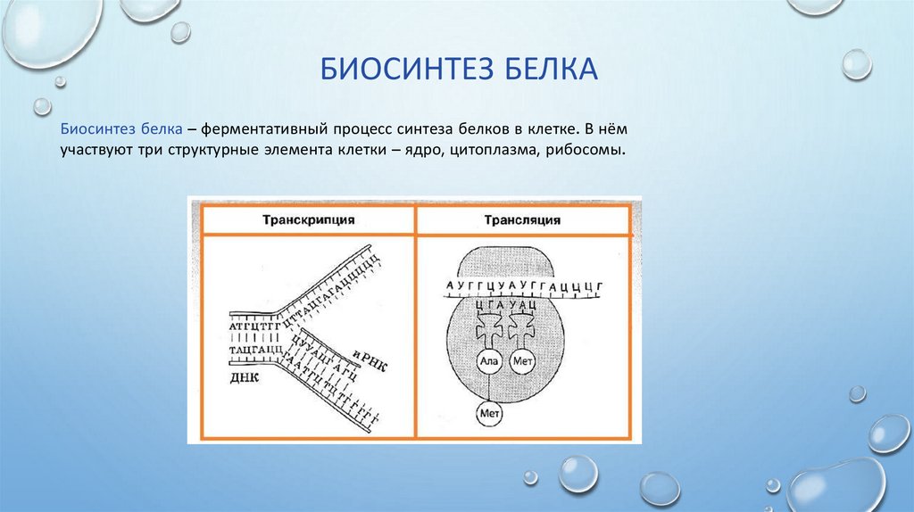 В синтезе белка принимают участие