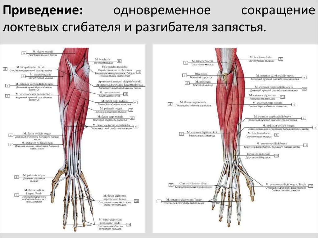 Локтевой сустав мышцы и сухожилия. Локтевой сгибатель кисти мышца. Мышцы сгибатели и разгибатели кисти. Локтевой сгибатель запястья анатомия. Разгибатели кисти анатомия.