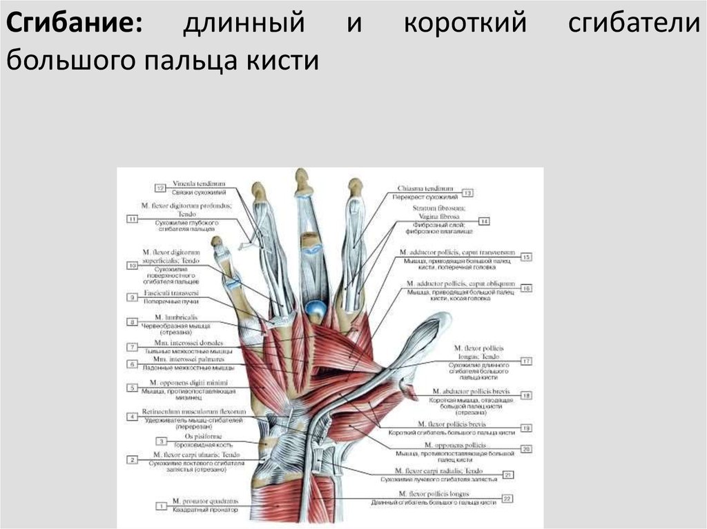Сгибатель латынь. Строение сухожилия сгибателя. Мышцы действующие на кистевой сустав. Мышцы кисти анатомия строение. Сухожилие сгибателя пальца.