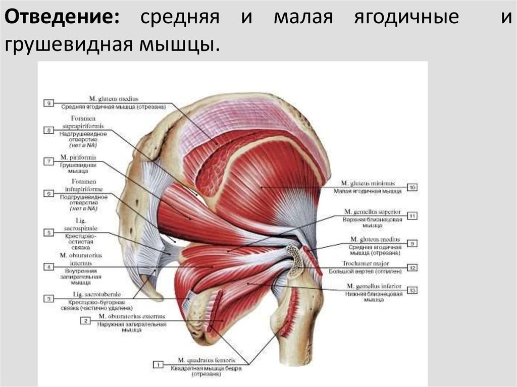 Приводящие латынь. Мышцы таза задняя группа. Анатомия ягодичных. Наружная запирательная мышца анатомия. Ягодичные мышцы анатомия.