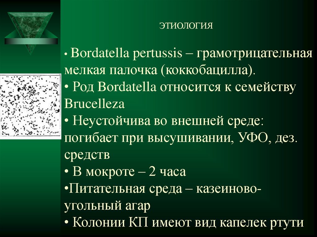 Коккобациллы что это. Мелкие коккобациллы грам отрицательные. Виды коккобацилл. Грамотрицательные коккобациллы. Бордетелла пертуссис таксономия.