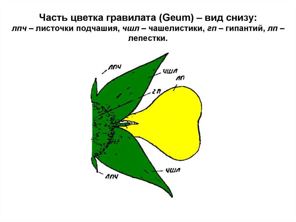 Часть цветка гравилата (Geum) – вид снизу: лпч – листочки подчашия, чшл – чашелистики, гп – гипантий, лп – лепестки.