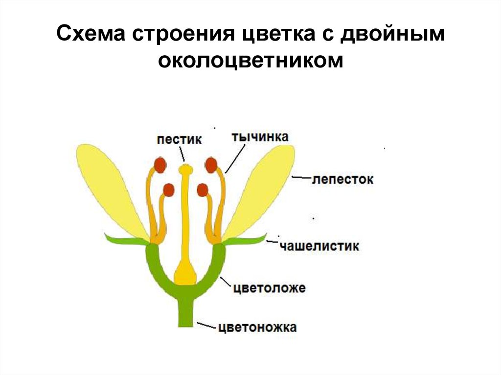 Схема строения цветка с двойным околоцветником