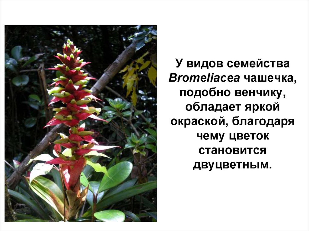 У видов семейства Bromeliacea чашечка, подобно венчику, обладает яркой окраской, благодаря чему цветок становится двуцветным.